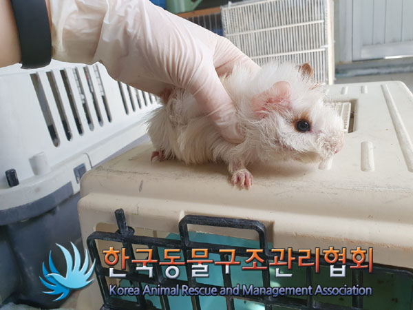 한국동물구조관리협회_411323202300185